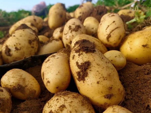 如何選購(gòu)好的水溶肥